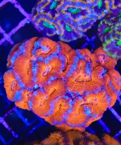 Wysiwyg Acan Coral Colony (C47)