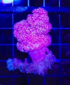 Wysiwyg Carnation Coral (C48)