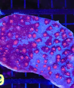 Dead Pool Oxypora Chalice Coral Frag (C49)