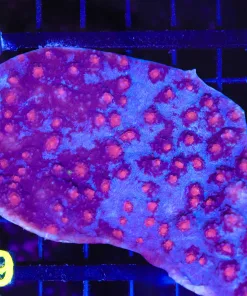 Dead Pool Oxypora Chalice Coral Frag  (C49)