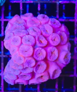 Wysiwyg Sun Coral (C50)