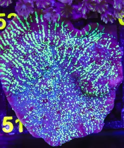 Wysiwyg Large UFO Chalice Coral (C51)