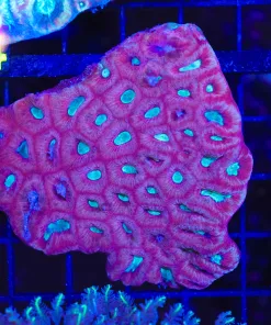 Wysiwyg Favia Coral (C53)