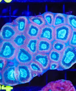 Prism Soul Goniastrea Coral Frag (C54) *Photo is colony example*