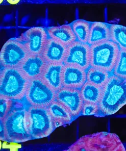 Prism Soul Goniastrea Coral Frag  (C54) *Photo is colony example*