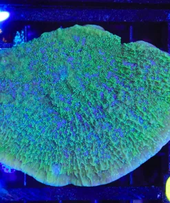 Wysiwyg Wild Australian Monitpora Capricornis Colony (C55)
