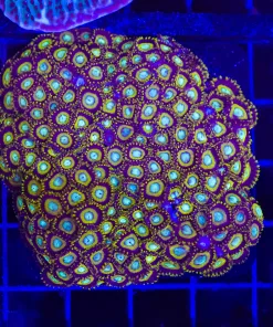 Wysiwyg Wolverine Zoanthind COlony (C57)