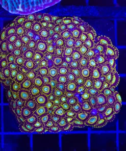 Wysiwyg Wolverine Zoanthind COlony  (C57)