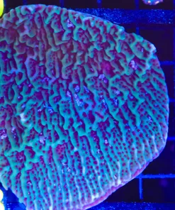 Wysiwyg Montipora Undata Coral (C58)