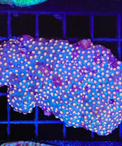 Wild Australian Cyphastrea Frag (C59)