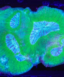 Wysiwyg Australomussa Coral  (C60) *uncomon species*