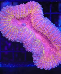 Wysiwyg Large Pink + Yellow Lobo Coral (C61)