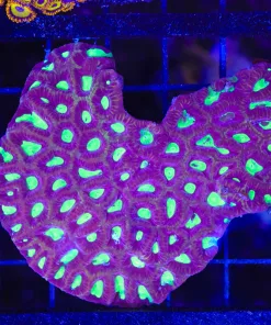 Wysiwyg Favia Coral Colony (C64)