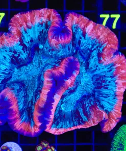 Wysiwyg XL Open Brain Coral (C66)
