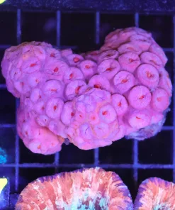 Wysiwyg Sun Coral (C67)