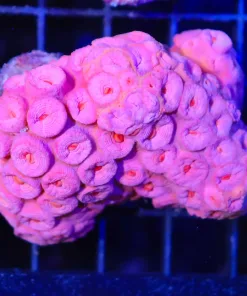 Wysiwyg Sun Coral (C68)