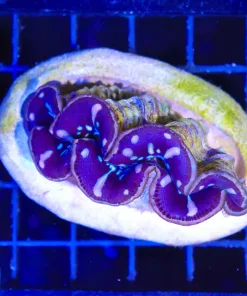 Wysiwyg Maxima Clam (C69)