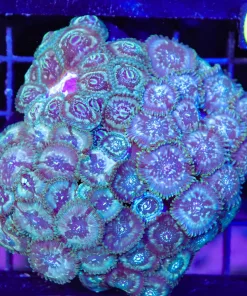 Wysiwyg Green Magician Colony Of Zoanthids (C70)