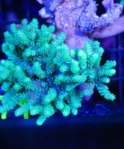 Wysiwyg Large Leather Coral Colony (C71)