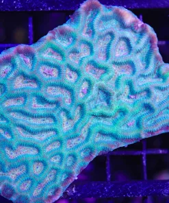 Wysiwyg Maze Brain Coral Colony (C72)
