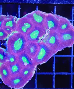 Wysiwyg Dragon Soul Favia Colony (C73)