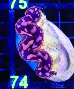 Wysiwyg Maxima Clam (C74)