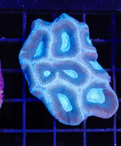 Wysiwyg Favia Coral (C76)