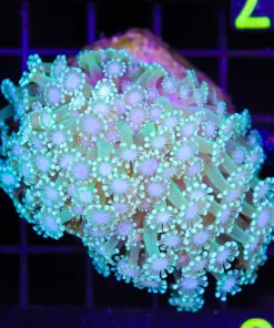Wysiwyg Alveopora Coral Colony (C77)