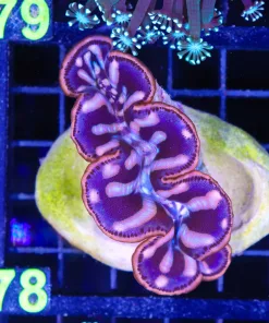 Wysiwyg Maxima Clam  (C78)
