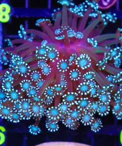 Wysiwyg  Alveopora Coral Colony(C79)  *Free shipping no minimum livestock spend*