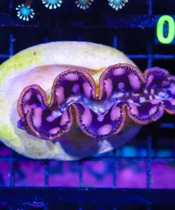 Wysiwyg Maxima Clam (C80)