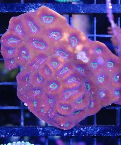 Wysiwyg Favia Coral Colony (C82)