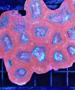 Wysiwyg Large Pink Bowerbanki Coral (C85)