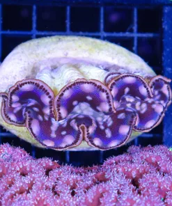 Wysiwyg Maxima Clam (C87)