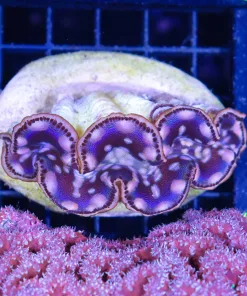 Wysiwyg Maxima Clam (C87)