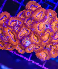 Wysiwyg Acan Coral Colony (C89)