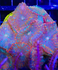 Wysiwyg Mushroom Coral Colony (C92)