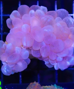 Wysiwyg Bubble Coral (C93)