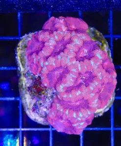Wysiwyg Red Purple Acan Colony (C94)