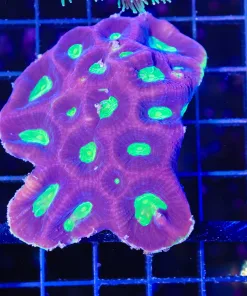 Wysiwyg Dragon Soul Favia Coral Colony (C97)