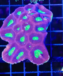 Wysiwyg Dragon Soul Favia Coral Colony (C97)