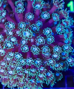 Wysiwyg Large Flowerpot Coral Colony (C98)