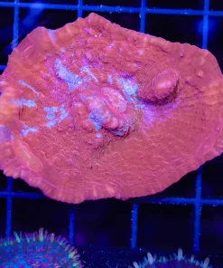 Wysiwyg Chaliice Coral (C99)