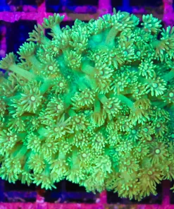 Wysiwyg Lime Green Flowerpot Coral C101)