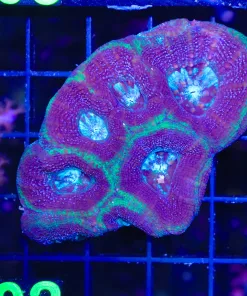 Wysiwyg Bowerbanki Coral (C102)