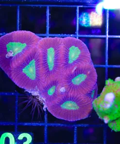 Wysiwyg Dragon Soul Favia Mini Colony (C103)