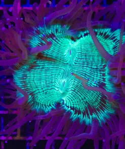 Wysiwyg Elegance Coral (C105)