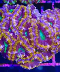 Wysiwyg Acan Coral (C109)