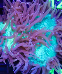 Wysiwyg Elegance Coral (C111)