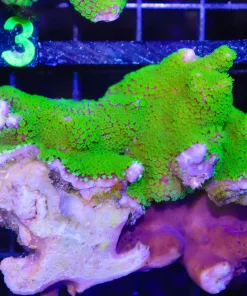 Wysiwyg Montipora Stellata Coral Encrusting Piece Of Live Rock (C112)